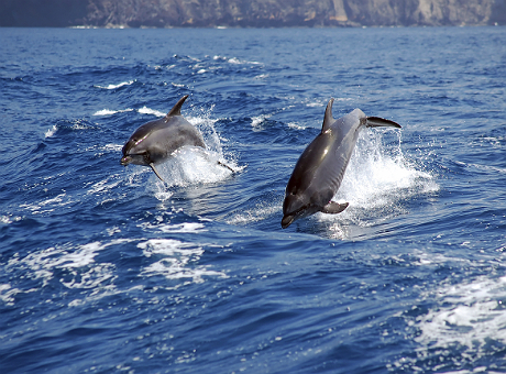 Delfiinid